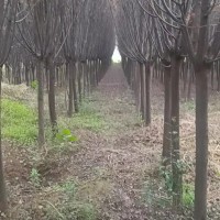 西藏拉薩千畝紅葉李苗木基地批發(fā)出售價格行情