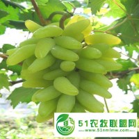 蕭縣老百姓家庭農(nóng)場供應(yīng)**金手指葡萄苗