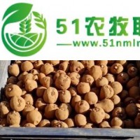 魔芋種子，魔芋種子批發(fā)