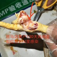 青年雞滑液囊、呼吸道的預(yù)防