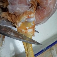 雞滑液囊支原體病能**嗎 出現(xiàn)反復怎么辦