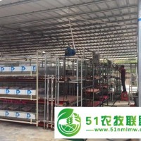 大型養(yǎng)殖器鴿子養(yǎng)殖大棚-養(yǎng)雞大棚 滾動定時喂料