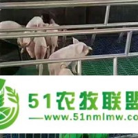 養(yǎng)豬設備自動化供料系統(tǒng)