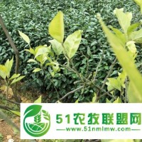 柑橘黃化用中草藥管理*轉(zhuǎn)綠恢復樹勢