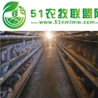 層疊式蛋雞籠經(jīng)濟(jì)實(shí)惠節(jié)能環(huán)保全自動(dòng)化養(yǎng)殖