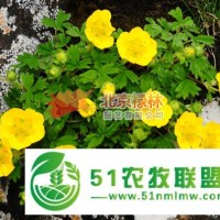 供應(yīng)北京祿林委陵菜種子 中藥材委陵菜種子批發(fā) 東北**植物資源