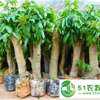 荔枝樁頭樹**綠邦農(nóng)業(yè)，荔枝高壓大苗占地圈枝苗