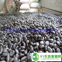 油麻藤種子價(jià)格上漲