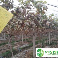 康之綠 **葡萄苗出售 夏黑紅提金手指維多利亞等多種品種