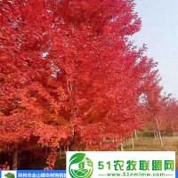 美國(guó)紅楓基地-上海美國(guó)紅楓-邳州金山苗木(查看)