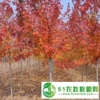 紅楓報價-邳州市千綠園林綠化-地徑20公分紅楓報價
