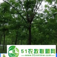 合歡樹12公分價格-可碩苗木(在線咨詢)-臨沂合歡樹價格