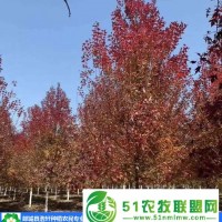 常州美國(guó)紅楓-郯城縣浩軒苗木種植-5公分美國(guó)紅楓