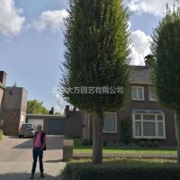 歐洲鵝耳櫪小苗管理-鵝耳櫪小苗-北京大方鵝耳櫪小苗(查看)
