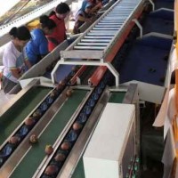 山竹重量分選機(jī)