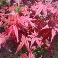 美國紅楓的價(jià)格-好苗會(huì)(在線咨詢)-江蘇邳州紅楓