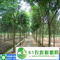 合歡樹價格-美之楓苗木綠化-12公分合歡樹價格