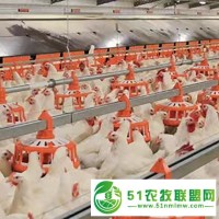 雞場(chǎng)用飼料傳送料線水線 保養(yǎng)