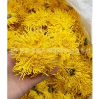 21年新花基地直供金絲皇菊 散裝菊花茶 批發(fā)一杯一朵金絲大黃菊花