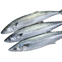 鲅魚 馬鮫魚 提供定制 請(qǐng)?zhí)峁┮?guī)格 加工要求 包裝要求