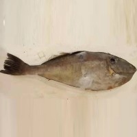 整條冷凍舟山馬面 魚深?；铛r扒皮魚 剝皮魚 海鮮馬面魚
