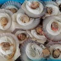 粉絲扇貝100只黃金粉絲貝蒜蓉粉絲貝大扇貝散裝海鮮零食燒烤即食