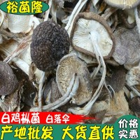 【裕菌隆】 白雞樅批發(fā) 又稱白落傘 白露傘 白鵝蛋菌 野生菌批發(fā)