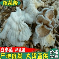 【裕菌隆】白參菌 雞毛菌 雪蓮菌 天花菌 白花菌 云南產地直銷