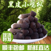 產地銷售云南特產黑皮雞樅菌新鮮雞樅菌農產品食用菌煲湯食材