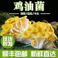 產地直供食用雞油菌云南新鮮雞油菌湯包食材批發(fā)云南特產菌菇鮮貨