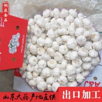 山東金鄉(xiāng)大蒜 金鄉(xiāng)產(chǎn)地可外銷批發(fā)四六瓣3.5cm-6.cm紫皮白皮大蒜