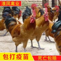 淮南王麻黃雞系列草雞生長速度快散養(yǎng)土雞苗加回收
