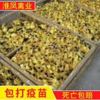 淮南養(yǎng)殖場大量批發(fā)鵝苗 養(yǎng)殖鵝 皖西白鵝