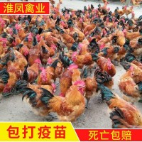 淮南養(yǎng)殖場批發(fā)土公雞苗 草雞成活率高 柴雞苗 笨雞苗 散養(yǎng)土雞苗