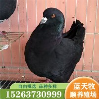 觀賞鴿種鴿摩登那鴿子體型大 鳳尾鴿子苗一對出售觀賞鴿品種多