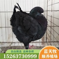 貨到付款養(yǎng)殖元寶鴿 元寶鴿種鴿體型大尾巴翹 觀賞游玩鴿子