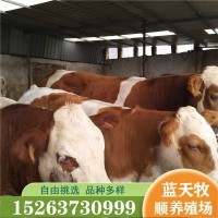 大體西門塔爾牛肉牛犢 花牛犢500斤左右的西門塔爾牛什么價格