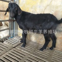 黑山羊30-40斤左右的多少錢一只 黑山羊什么品種長勢快 黑山羊