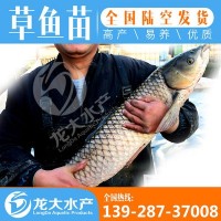 【現(xiàn)貨供應(yīng)】草魚(yú)苗 草魚(yú)苗 鯇魚(yú)苗 草鯇魚(yú)苗 魚(yú)苗