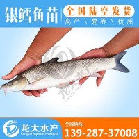 【大量供應(yīng)】 淡水銀鱈魚(yú)苗 大鱗鲃魚(yú)苗 銀雪魚(yú)苗 全國(guó)可養(yǎng)