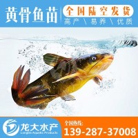 【現(xiàn)貨供應(yīng)】黃顙魚(yú)苗 黃辣丁魚(yú)苗 黃骨魚(yú)苗 雜交黃顙魚(yú)苗