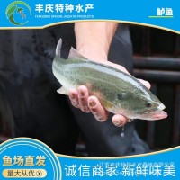 江蘇廠家供應(yīng)魚(yú)苗量大價(jià)優(yōu)全國(guó)供應(yīng)精品鱸魚(yú)苗 花鱸 大鱸鮫魚(yú)苗