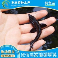 江蘇宿遷廠家供應(yīng)淡水養(yǎng)殖西伯利亞雜交鱘魚(yú)苗 觀賞活體鱘魚(yú)苗