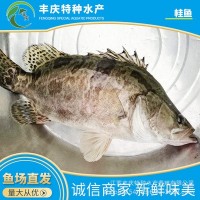 江蘇宿遷自家苗場(chǎng)淡水養(yǎng)殖優(yōu)質(zhì)精品桂花魚(yú)苗 鱖魚(yú)苗 桂魚(yú)苗
