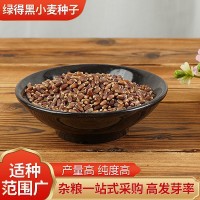 黑小麥種子小麥草種子高產(chǎn)黑小麥紫麥1號黑小麥種子富硒黑麥