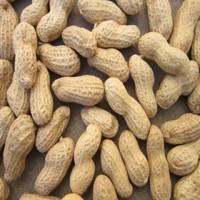 樣品鏈接用，帶殼黑花生黑雜糧， 五谷雜糧批發(fā) 營養(yǎng)廠家批發(fā)