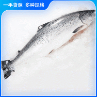 挪威三文魚刺身中段新鮮生魚片整條當(dāng)天分割即食日料壽司三文魚
