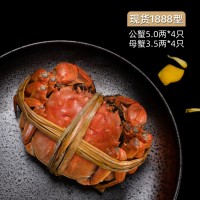 現(xiàn)貨陽澄湖鎮(zhèn)大閘蟹 公蟹5兩4只母蟹3.5兩4只禮盒裝大閘蟹批發(fā)