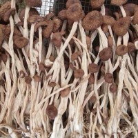 2022年新貨江西廣昌三號不開傘茶樹菇干貨 批發(fā)