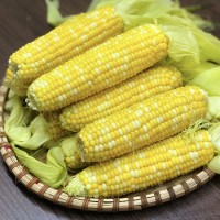 產(chǎn)地貨源云南水果玉米9斤裝甘甜多汁可生吃甜玉米棒 新鮮水果批發(fā)